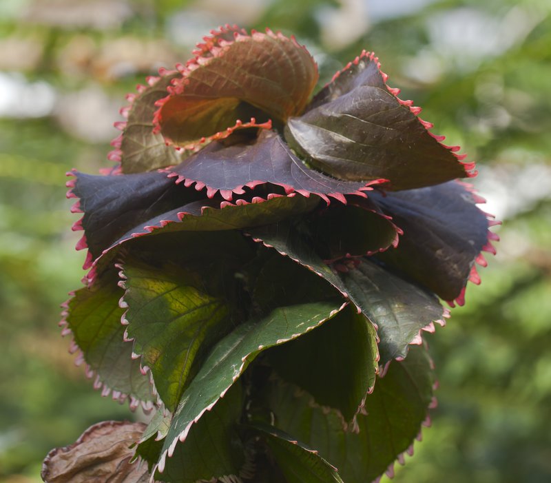 Wilkes' Acalypha photo 2