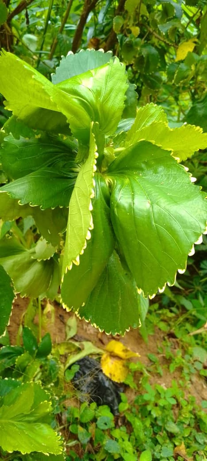 Wilkes' Acalypha photo 3