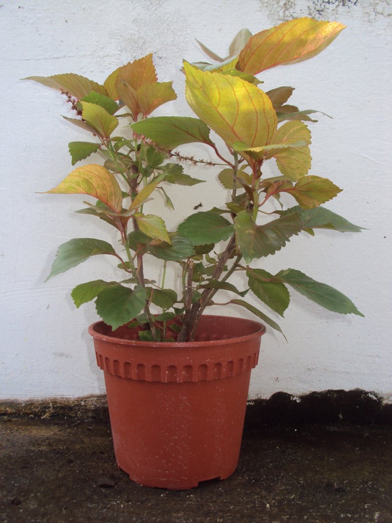Wilkes' Acalypha photo 4