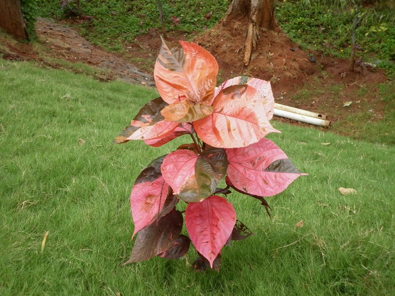 Wilkes' Acalypha photo 5