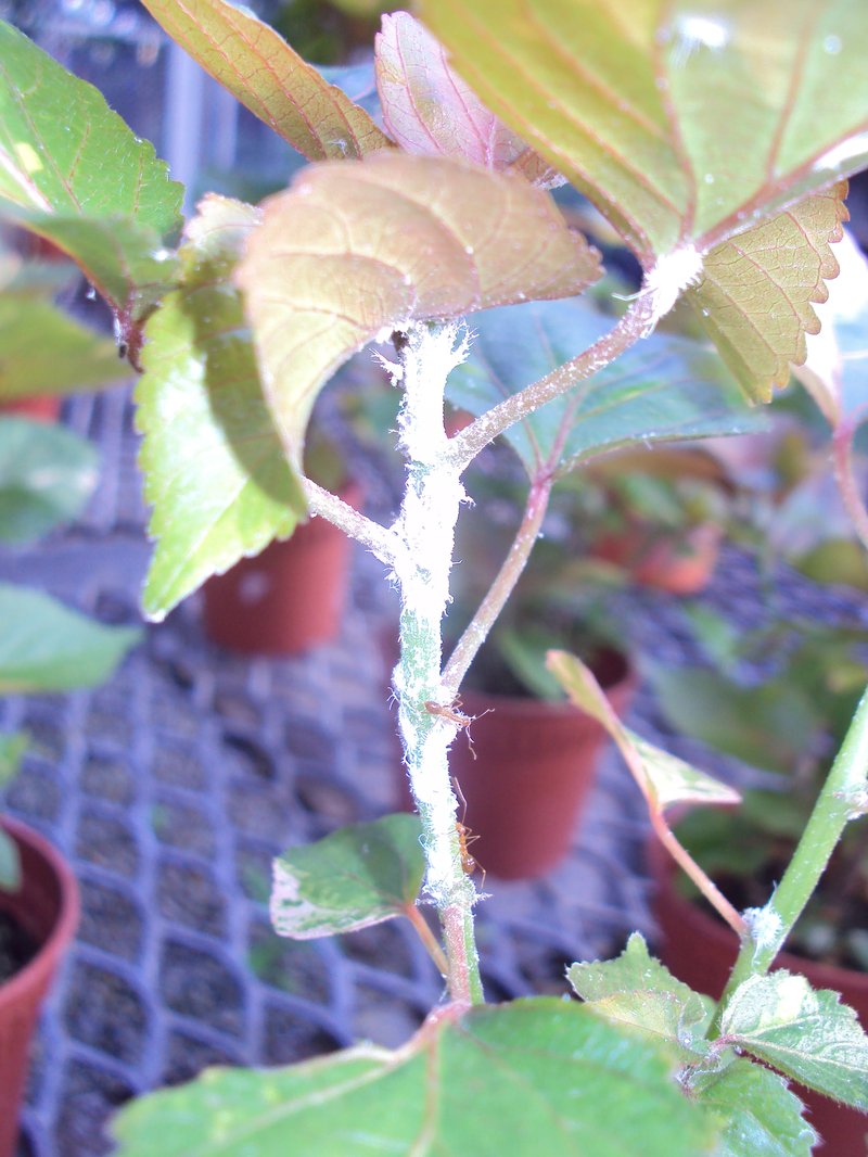 Wilkes' Acalypha photo 6