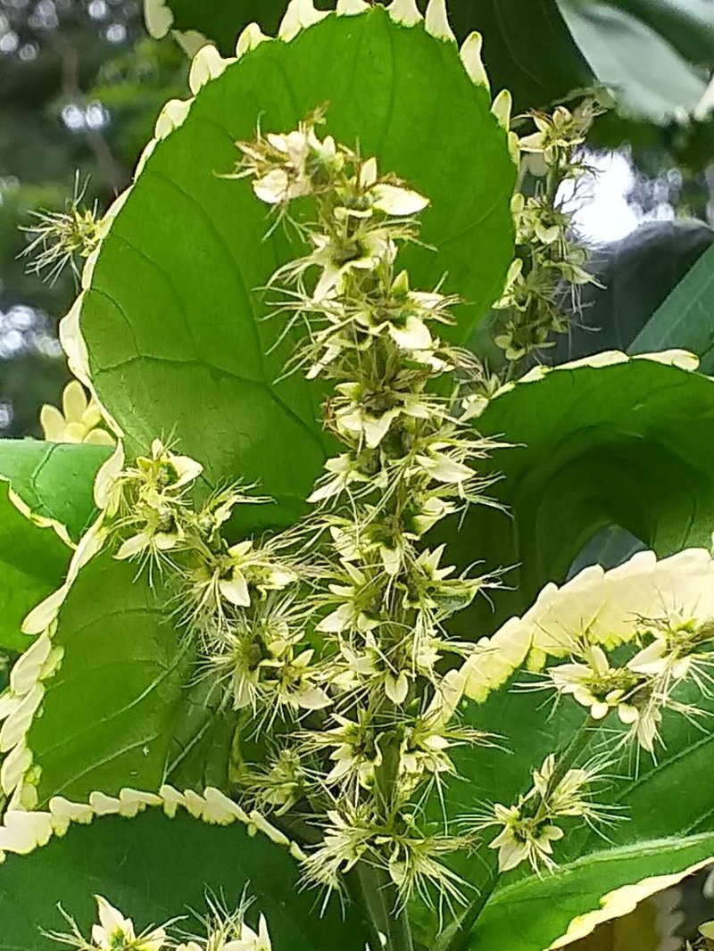 Wilkes' Acalypha photo 7