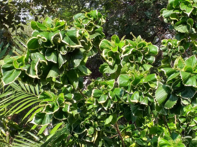 Wilkes' Acalypha photo 8