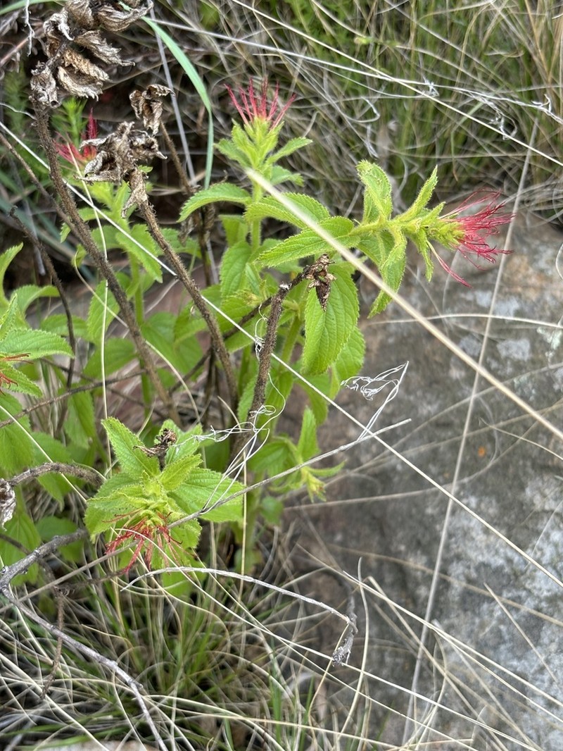 Acalypha wilmsii