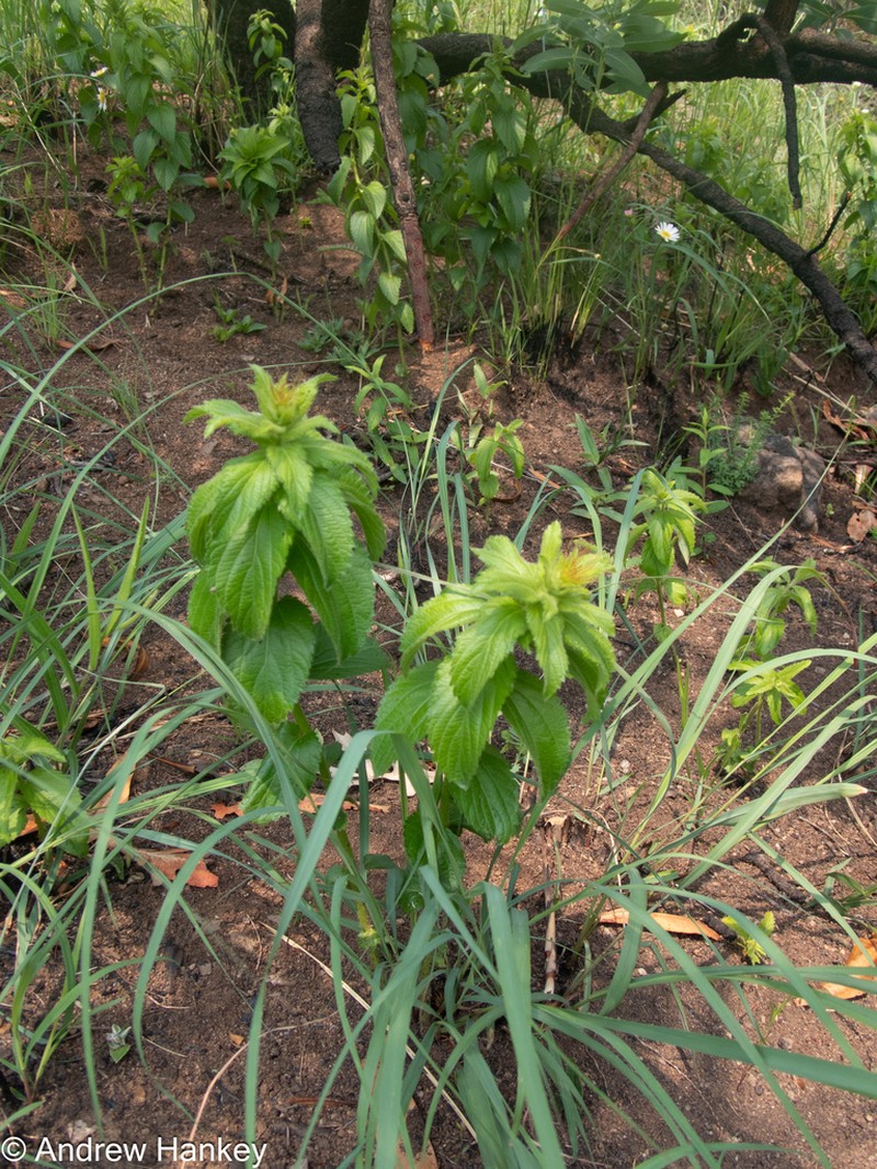 Acalypha wilmsii photo 2