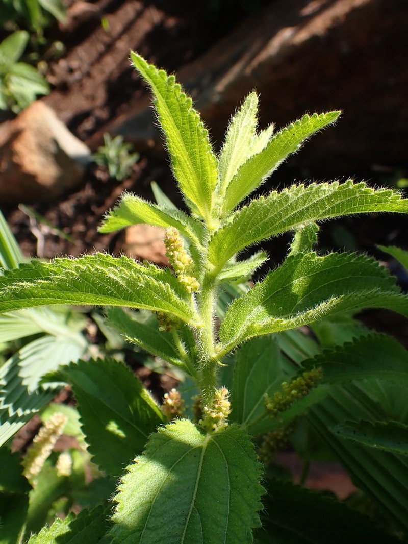 Acalypha wilmsii photo 3
