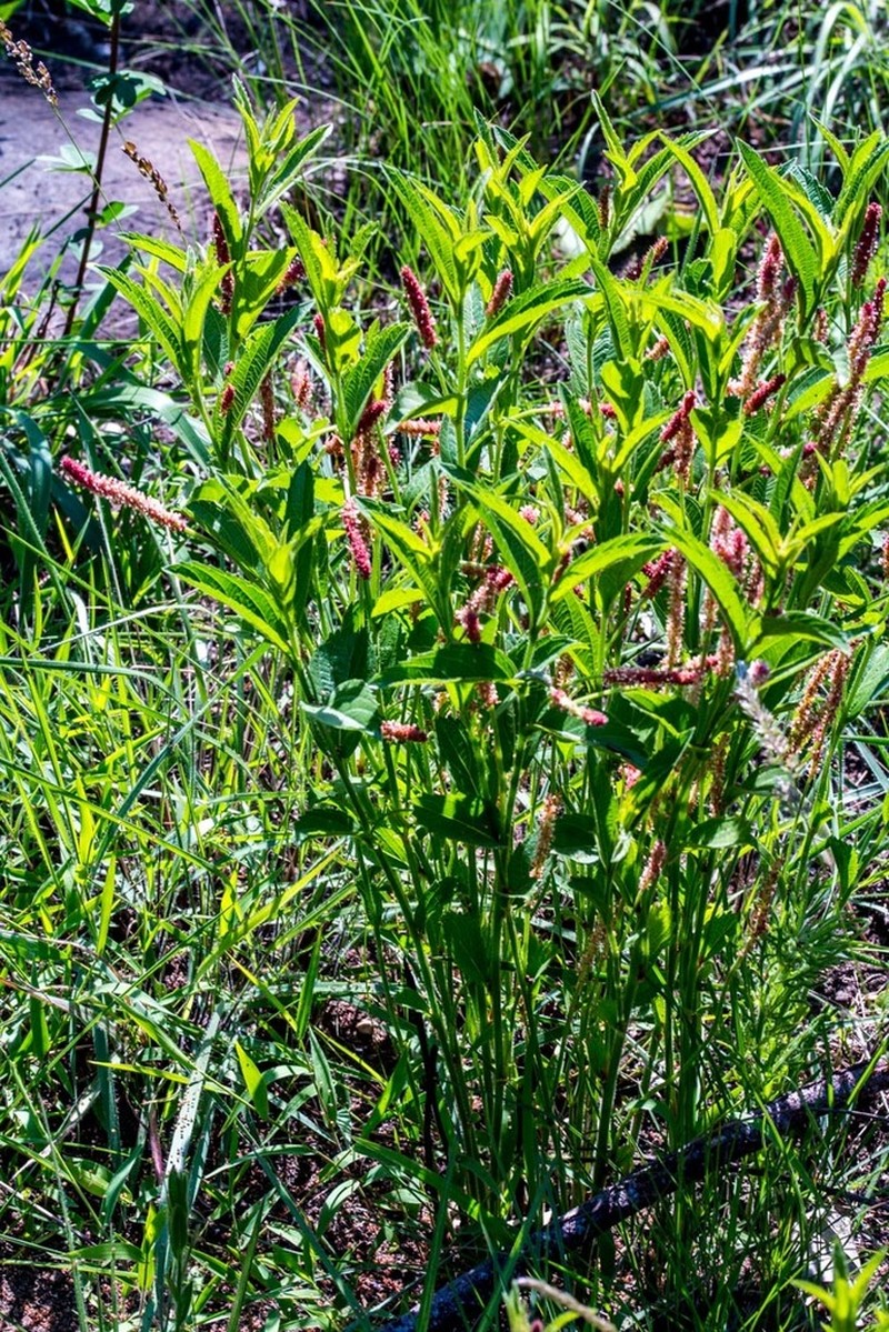 Acalypha wilmsii photo 4