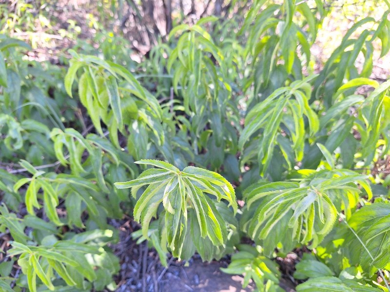 Acalypha wilmsii photo 5