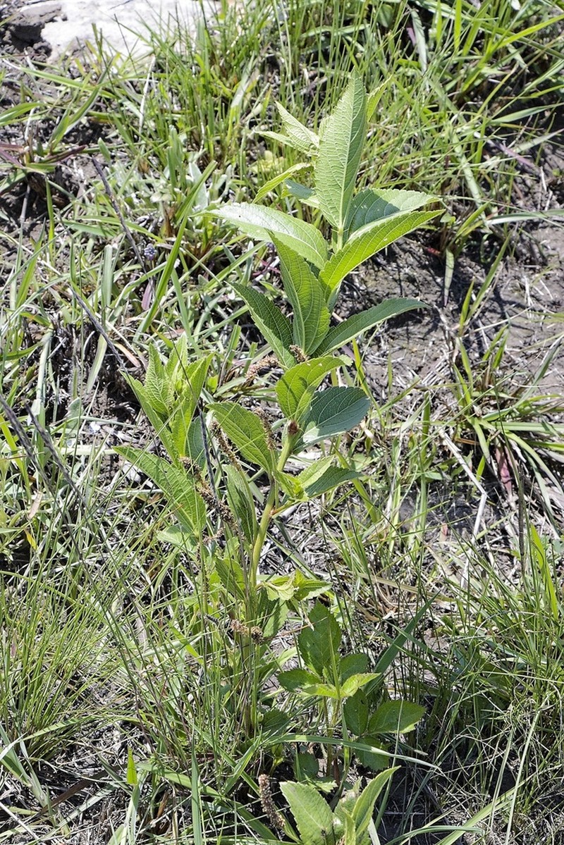 Acalypha wilmsii photo 6