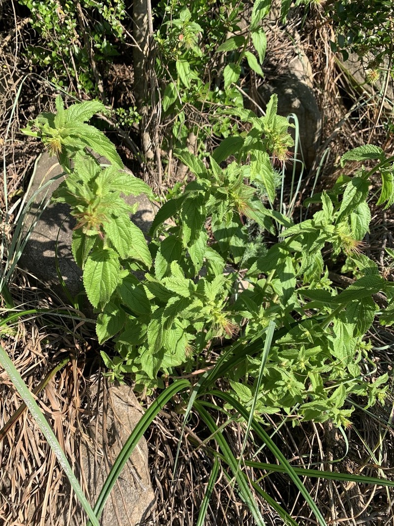 Acalypha wilmsii photo 7