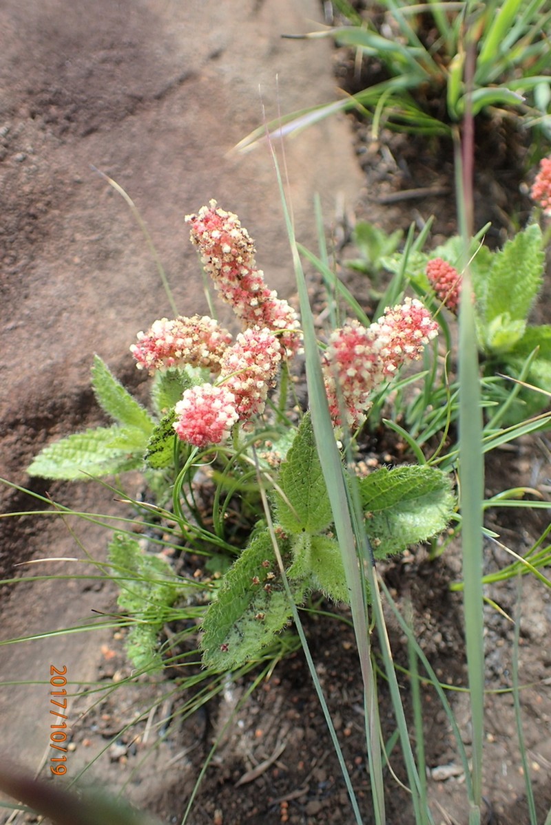 Acalypha zeyheri