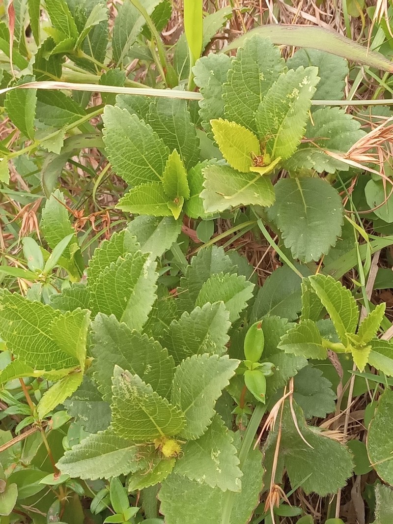 Acalypha zeyheri photo 2