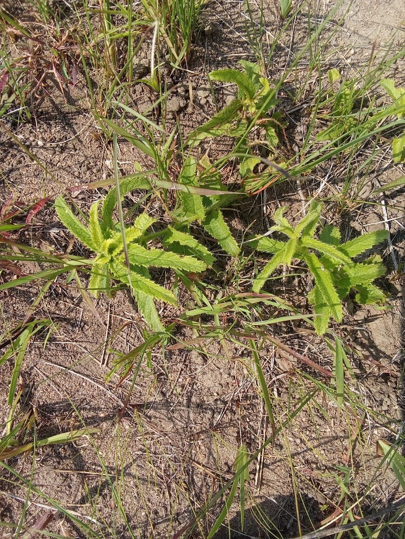 Acalypha zeyheri photo 3