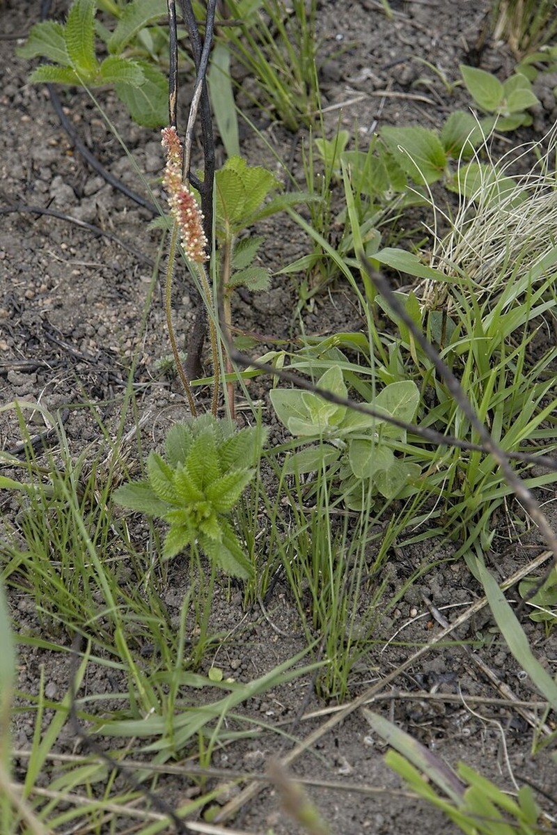 Acalypha zeyheri photo 4