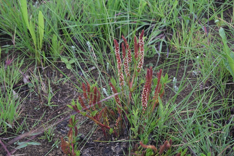 Acalypha zeyheri photo 7