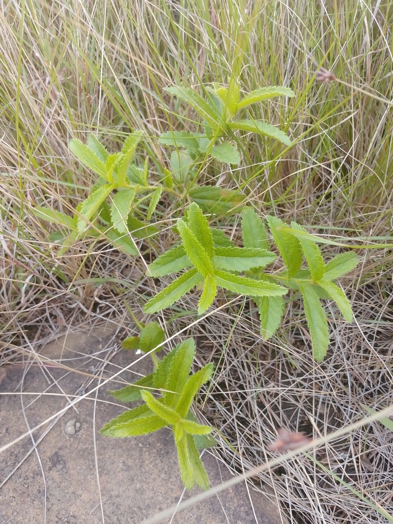 Acalypha zeyheri photo 8