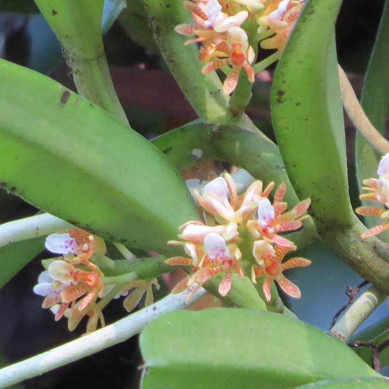 Acampe carinata