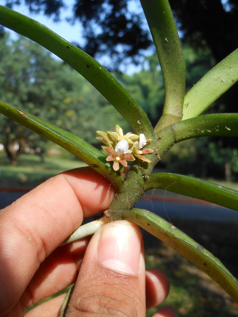 Acampe carinata photo 6