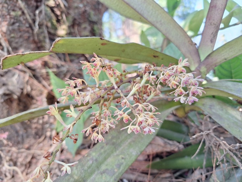 Acampe joiceyana
