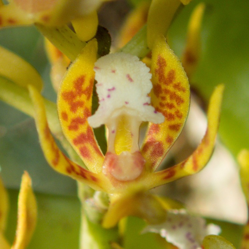 Acampe ochracea