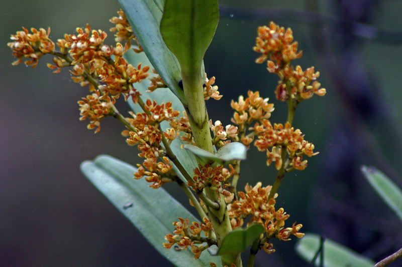 Acampe ochracea photo 4