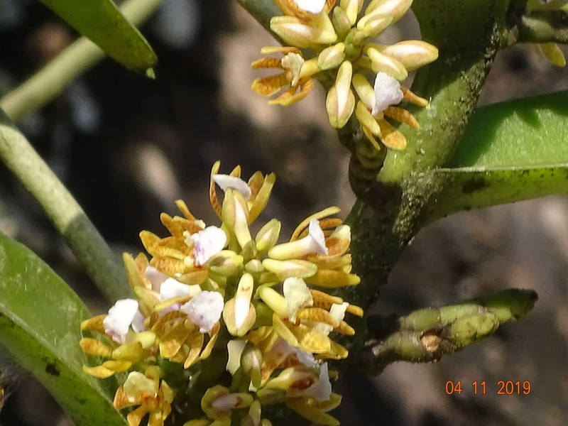 Acampe ochracea photo 7