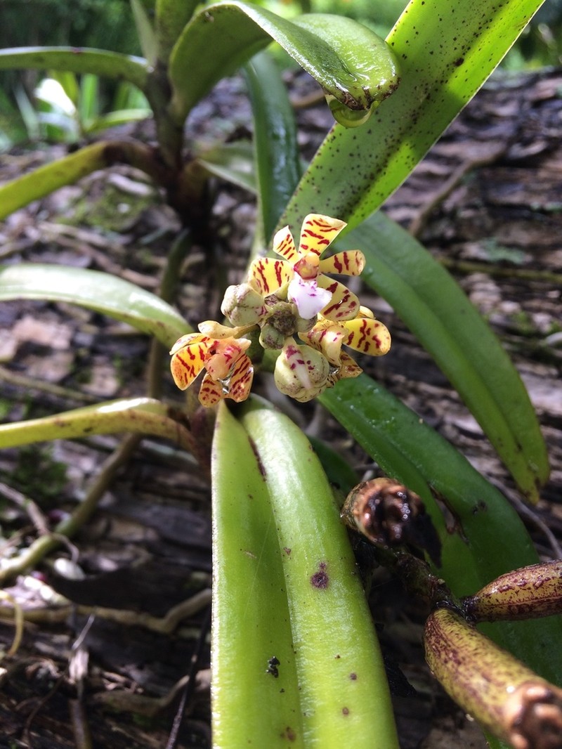 Acampe pachyglossa