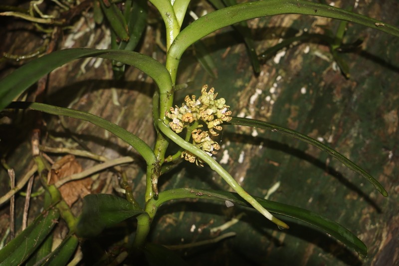 Acampe pachyglossa photo 7