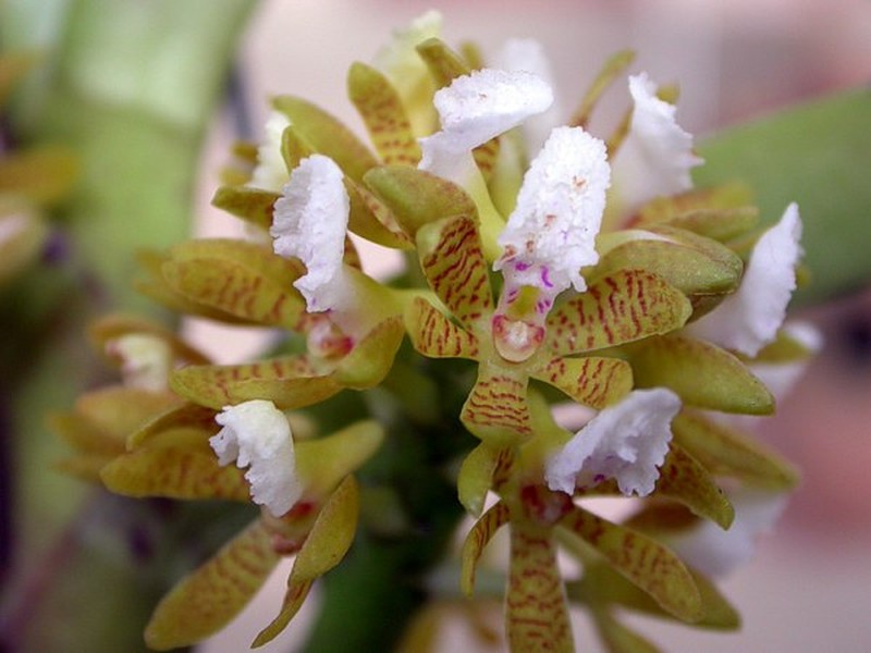 Acampe praemorsa