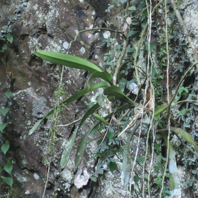 Acampe praemorsa photo 2