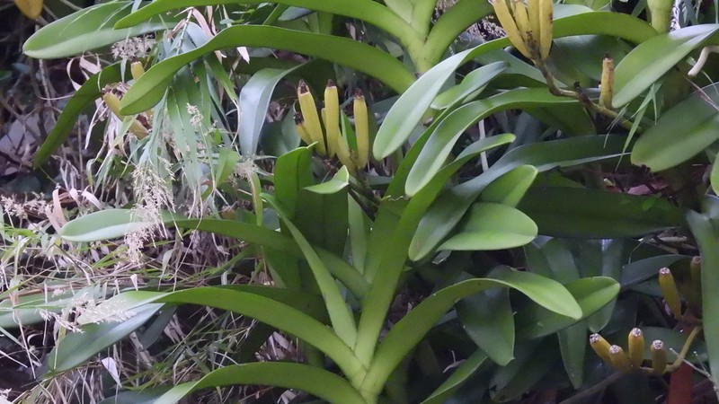 Acampe praemorsa photo 3