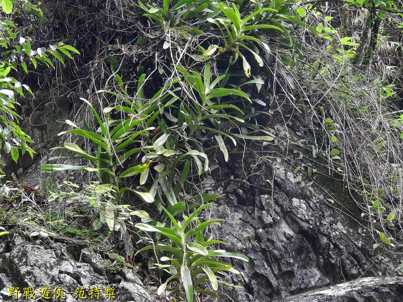 Acampe praemorsa photo 6