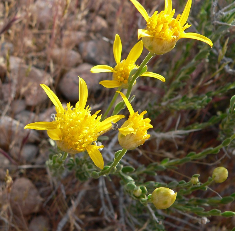 Shockley's Goldenhead photo 2