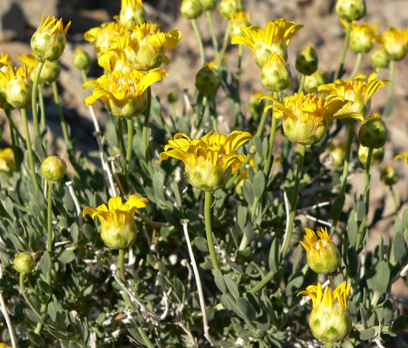 Shockley's Goldenhead photo 3