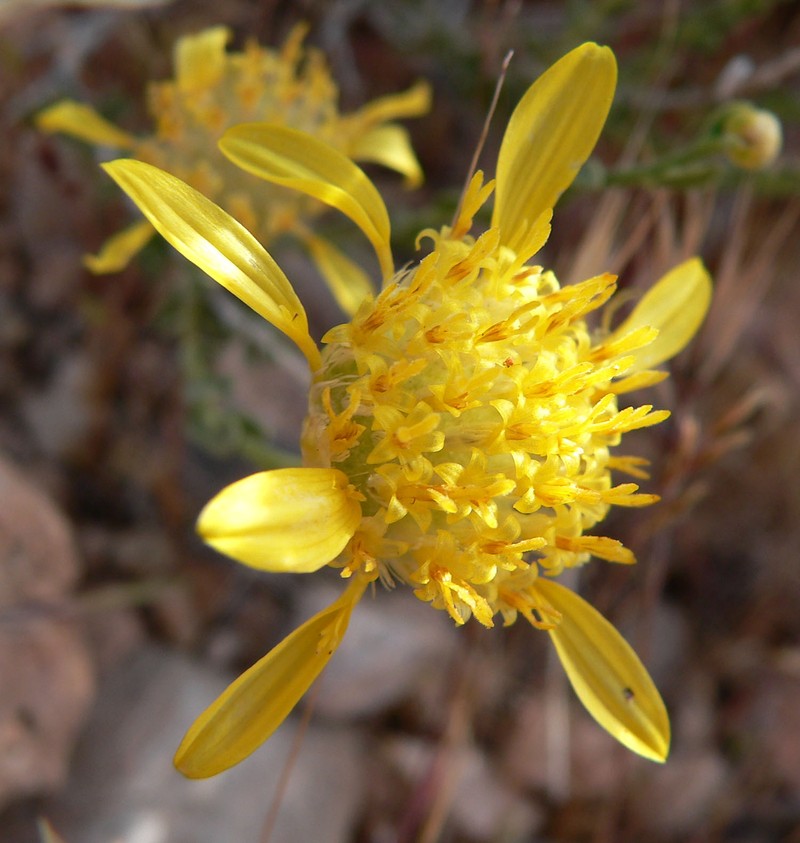 Shockley's Goldenhead photo 5