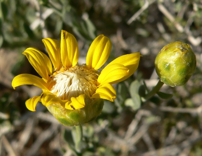 Shockley's Goldenhead photo 7