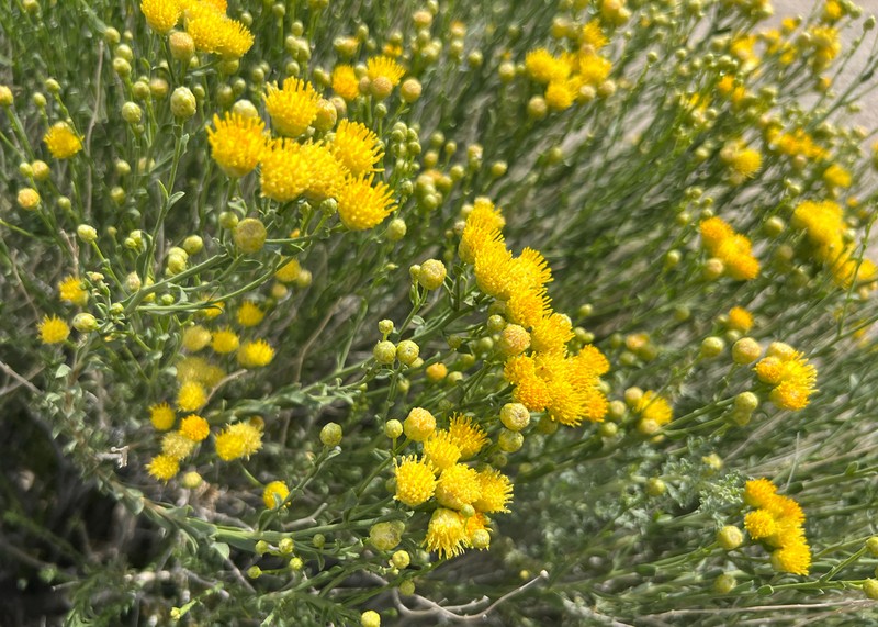 Rayless Goldenhead photo 2