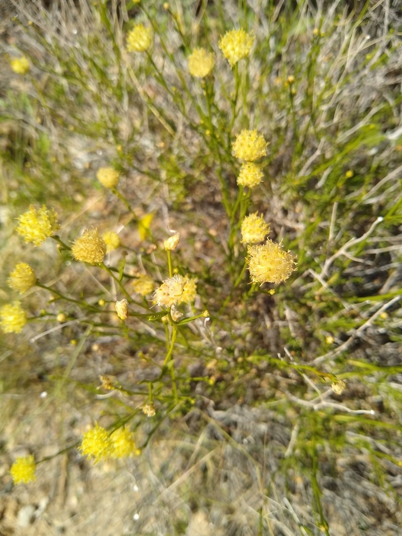 Rayless Goldenhead photo 3