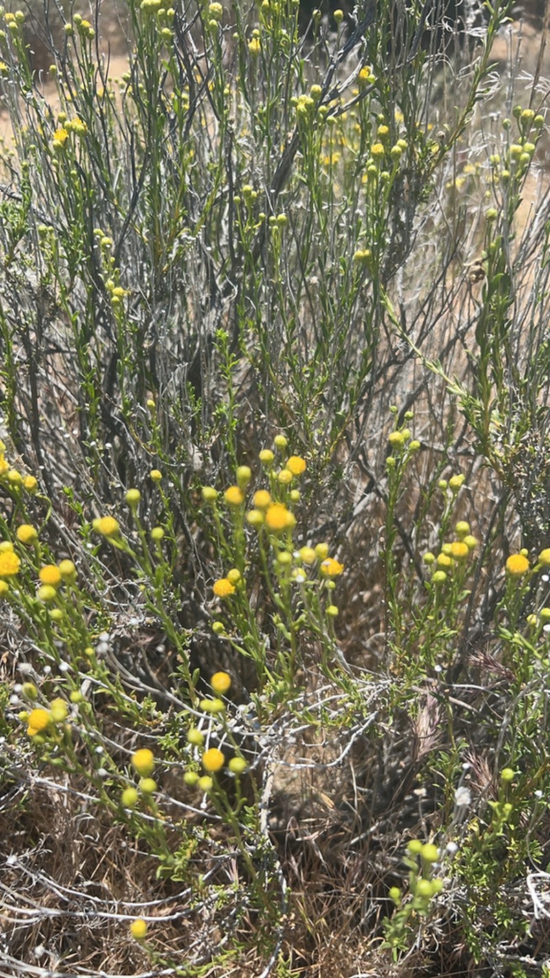 Rayless Goldenhead photo 4