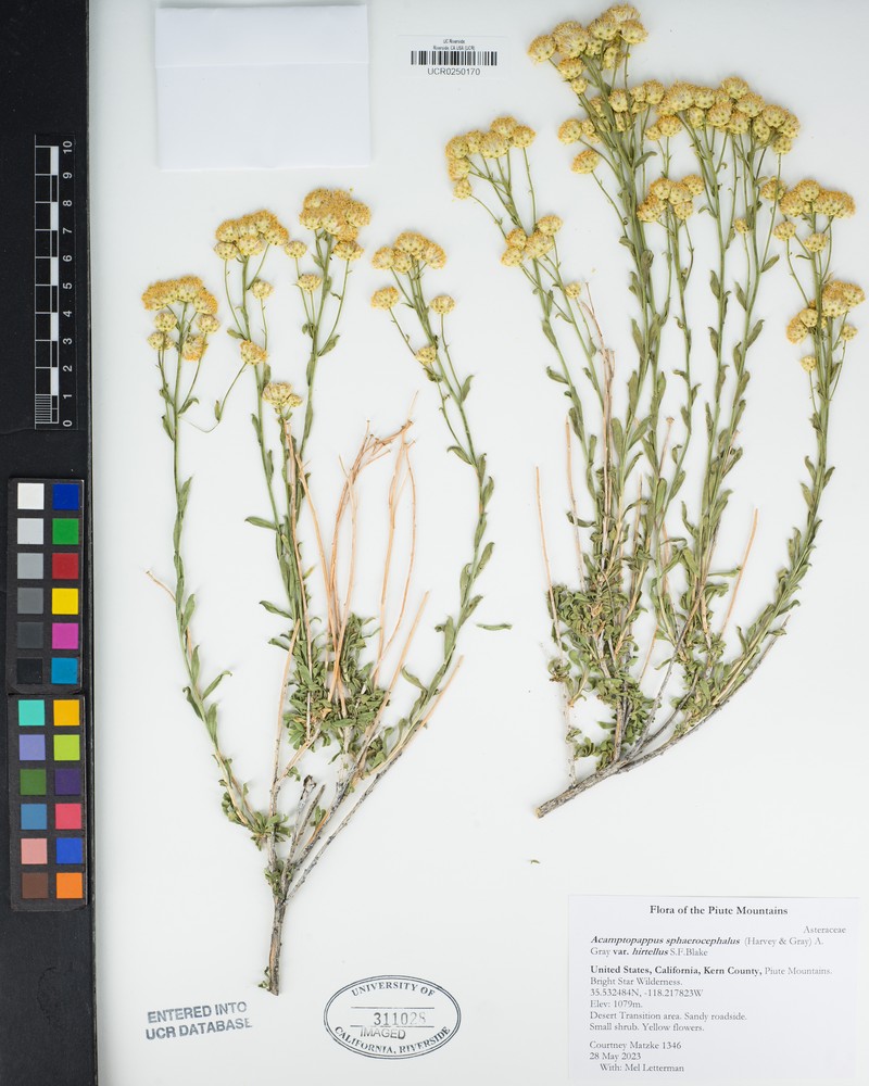 Acamptopappus sphaerocephalus var. hirtellus photo 4