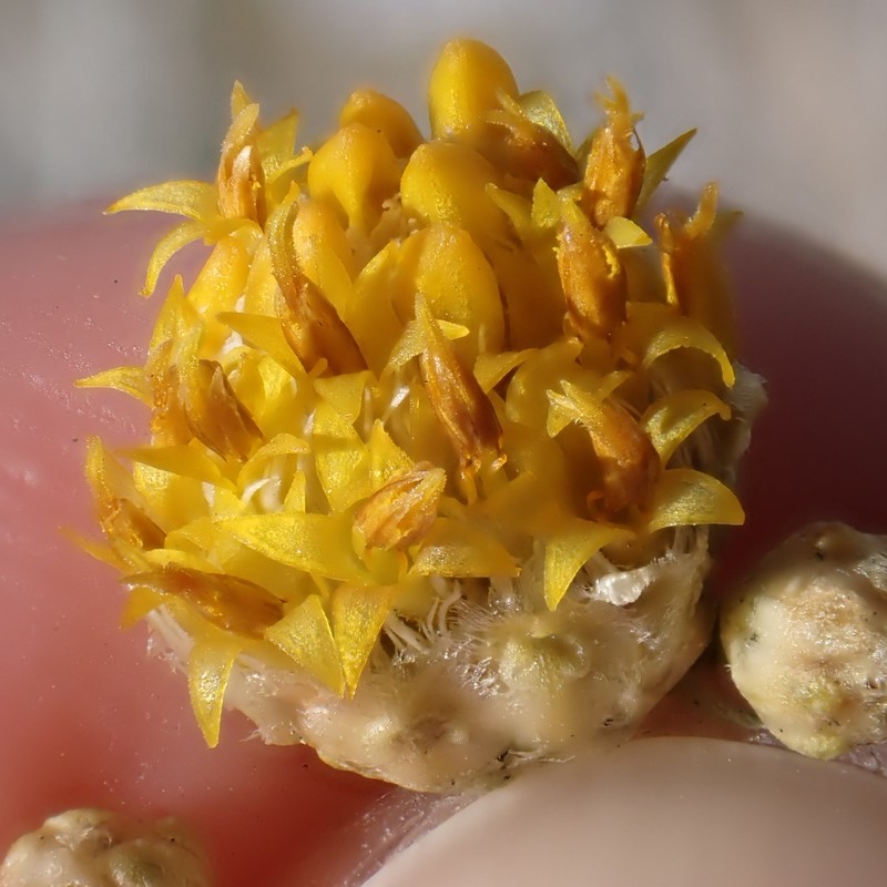 Acamptopappus sphaerocephalus var. hirtellus