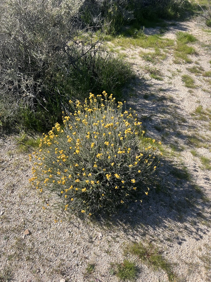 Acamptopappus sphaerocephalus var. hirtellus photo 2