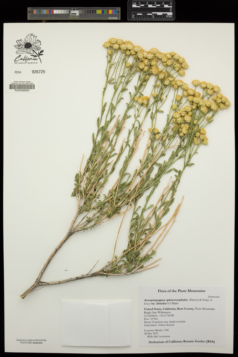Acamptopappus sphaerocephalus var. hirtellus photo 3