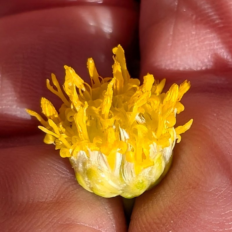 Acamptopappus sphaerocephalus var. sphaerocephalus