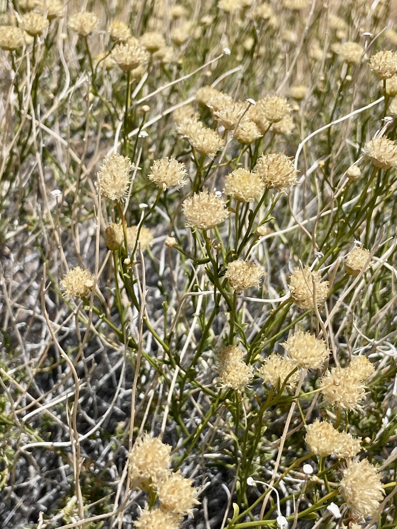 Acamptopappus sphaerocephalus var. sphaerocephalus photo 2