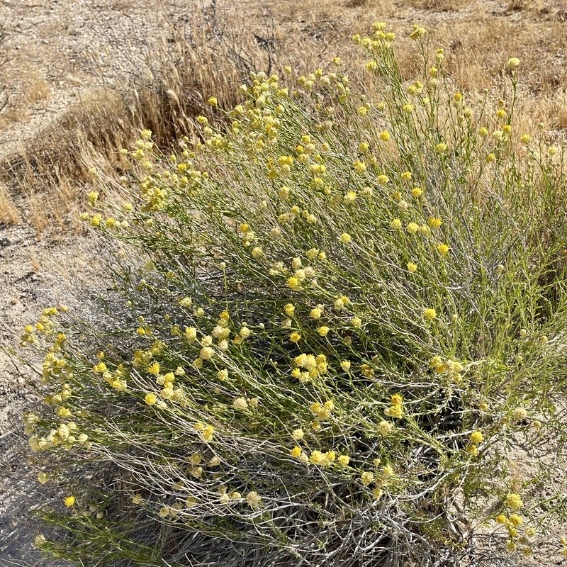 Acamptopappus sphaerocephalus var. sphaerocephalus photo 3