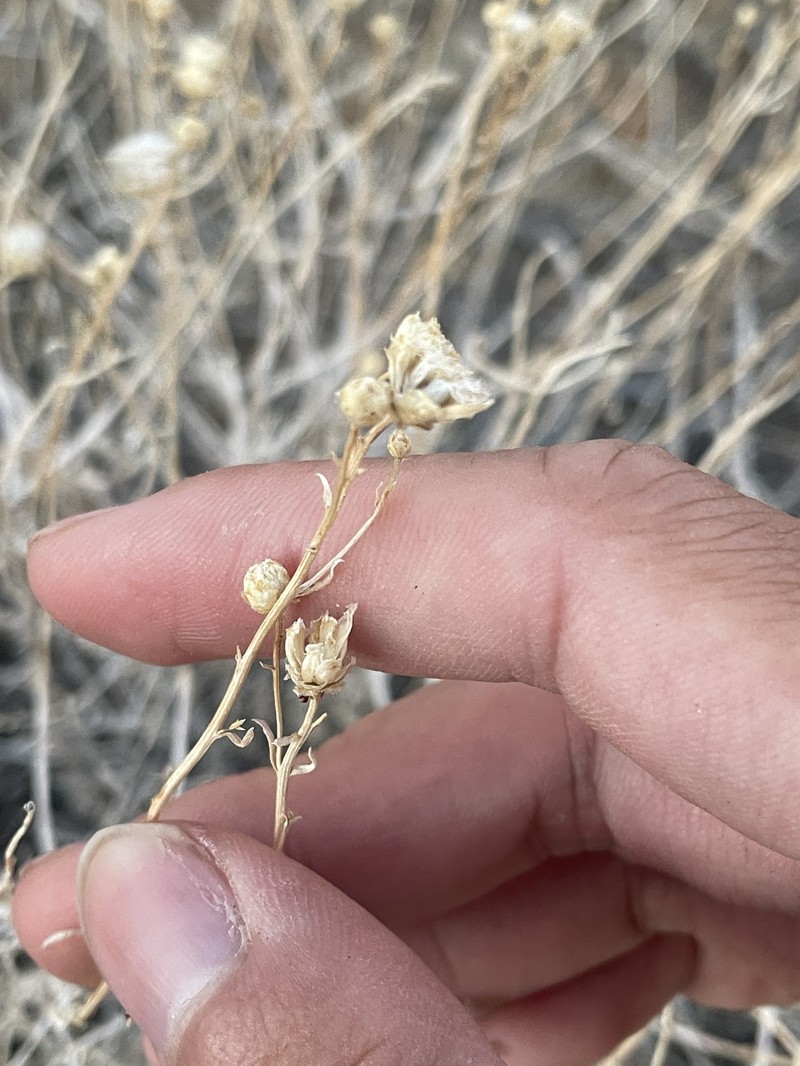 Acamptopappus sphaerocephalus var. sphaerocephalus photo 4