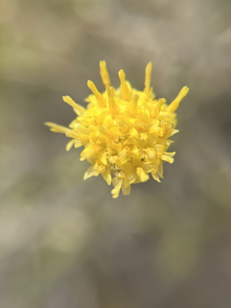 Acamptopappus sphaerocephalus var. sphaerocephalus photo 5