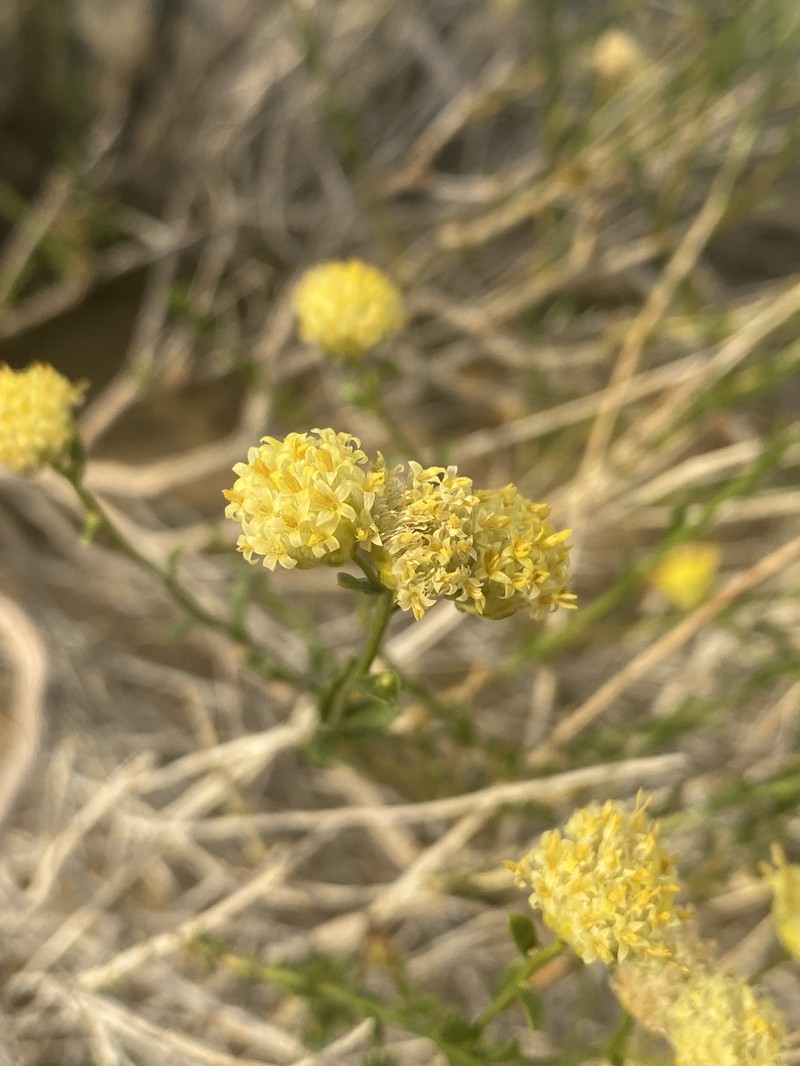 Acamptopappus sphaerocephalus var. sphaerocephalus photo 6