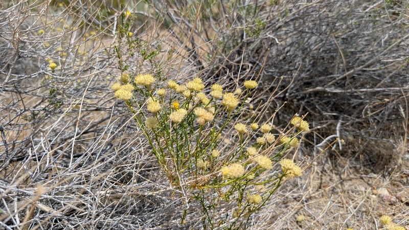 Acamptopappus sphaerocephalus var. sphaerocephalus photo 7
